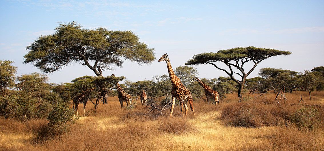 Afrika-Serengeti-Nationalpark-Massai-Giraffe-und-Schirmbaum