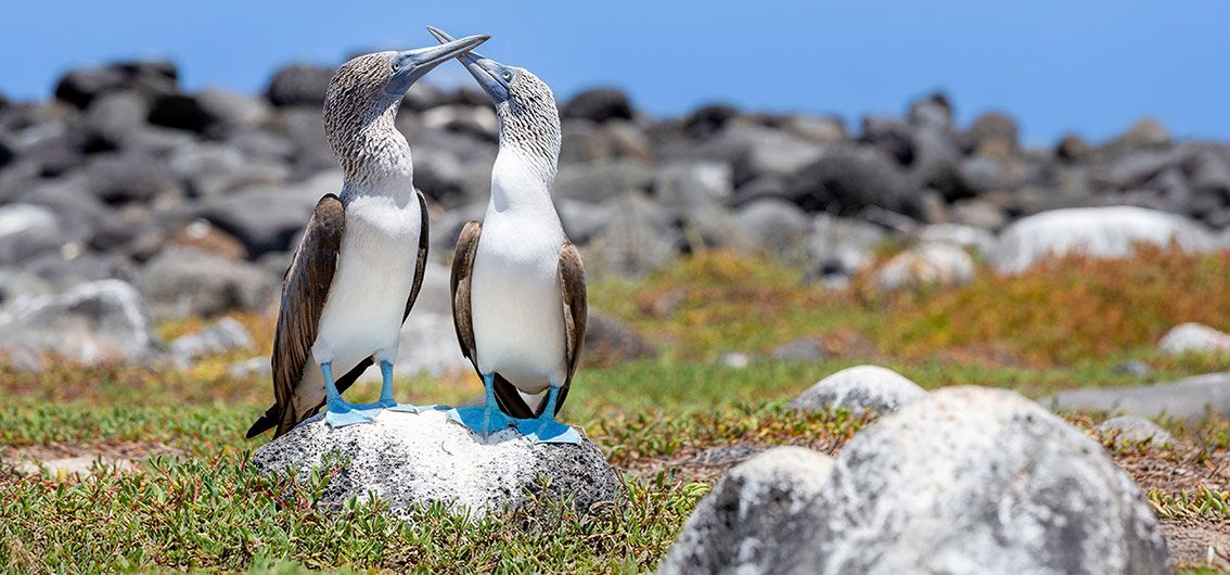 Eine exklusive Kreuzfahrt auf den Spuren von Charles Darwin (2026/2027/2028)