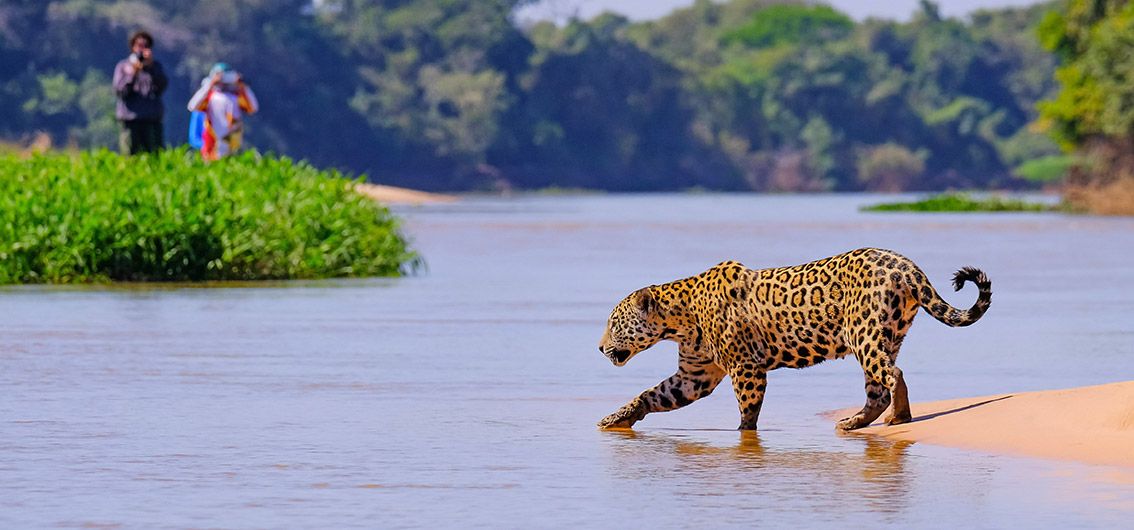 Exklusiv-Charter: Boutique-Schiff-Safari im Pantanal (2025)