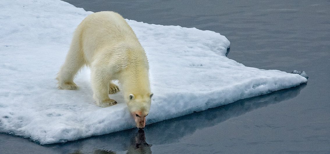 Eisbär-O-W