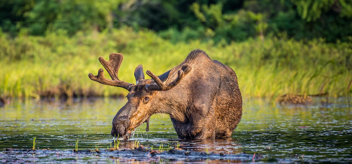 Elch---Credit-Holland-America-Line---Mark-Byer