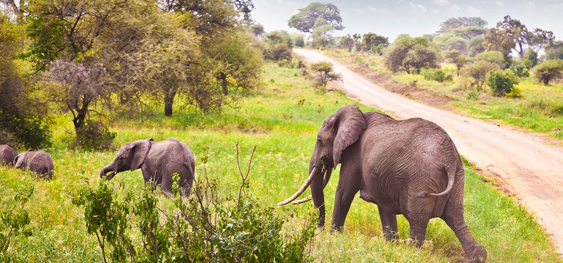 Elefant Safari Afrika