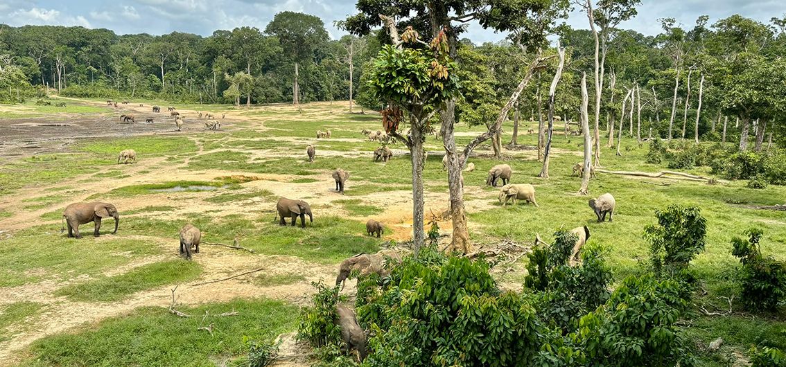 Brazzaville – Ouesso (2025)