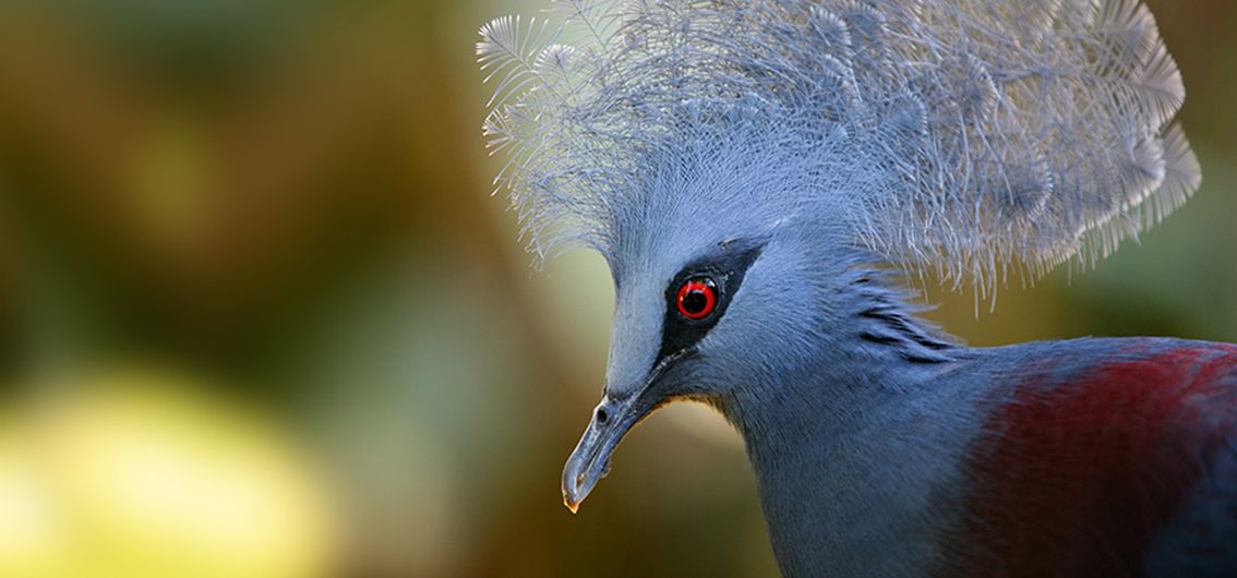 Neuguinea