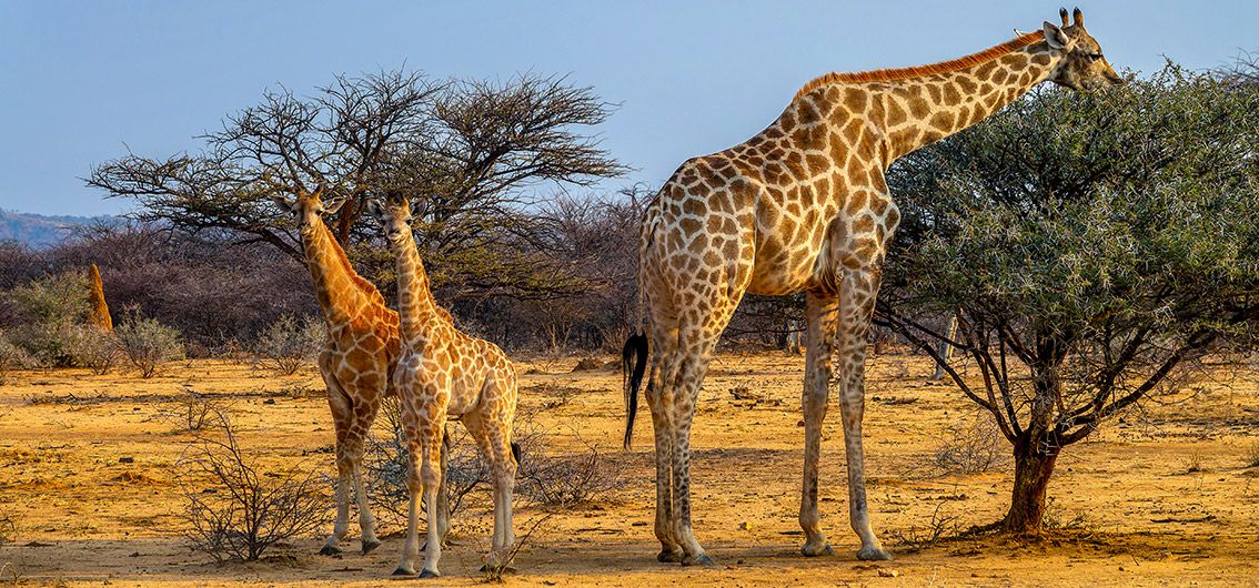 Im African Explorer von Namibia nach Kapstadt (2025/2026/2027)