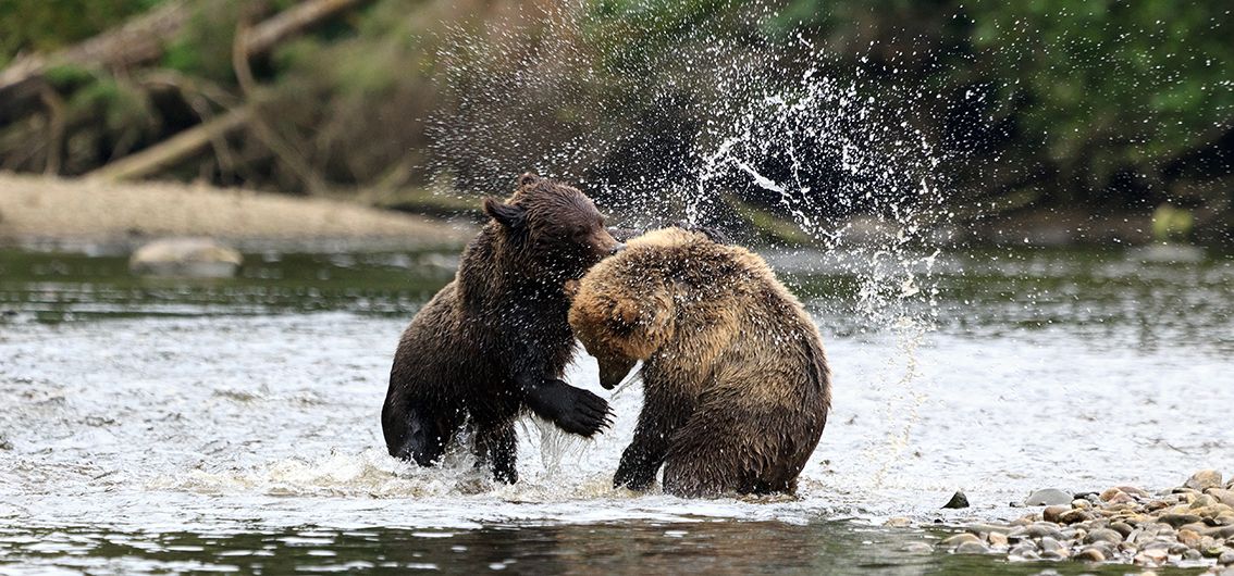 Grizzlys