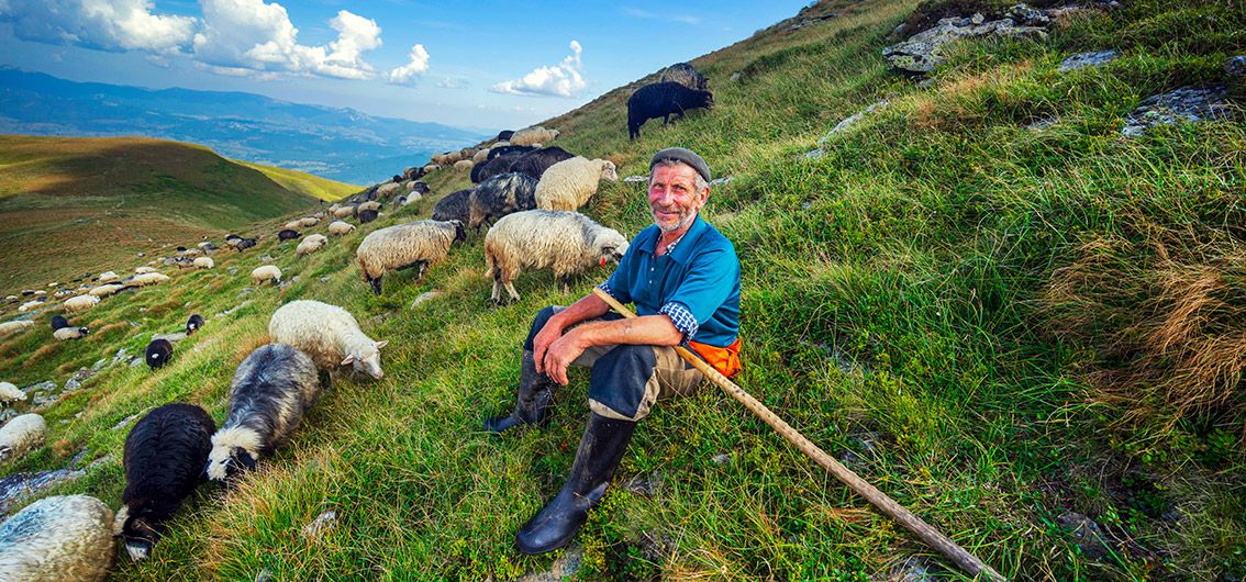 Hirte-Schafe