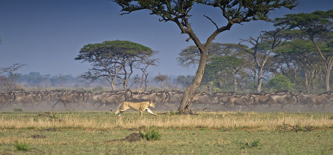 Serengeti