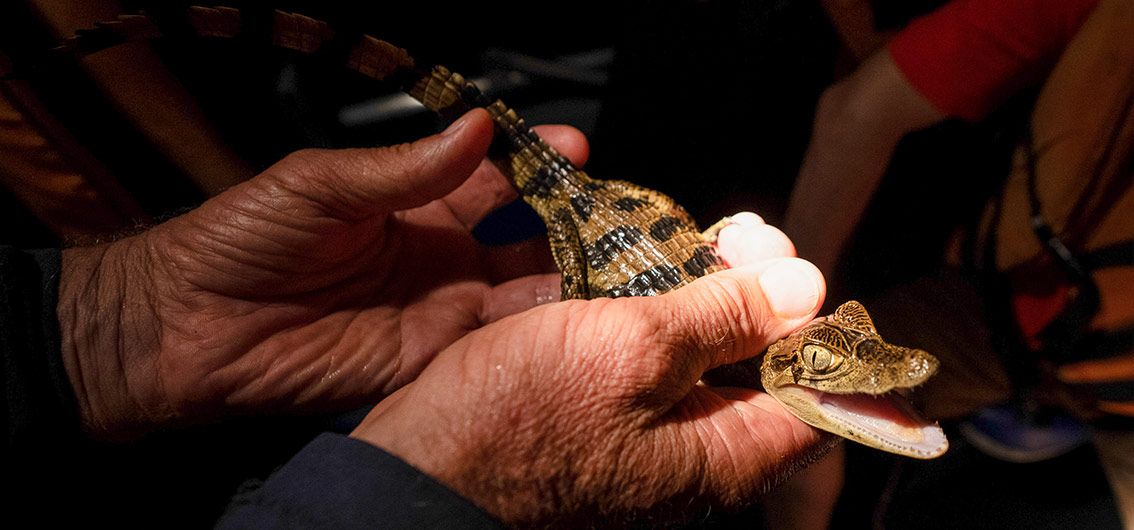 Kaiman-Schlüpfling---(049)---