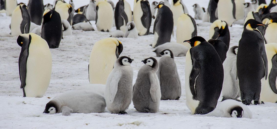 Kaiserpinguine