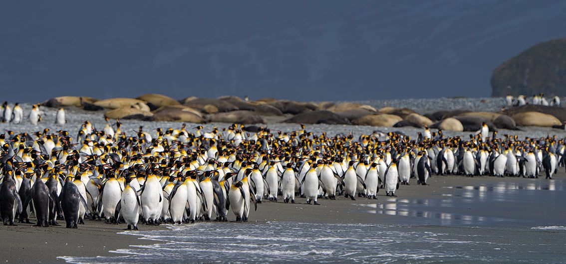 Königspinguine