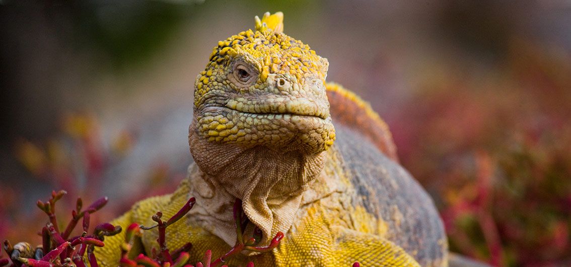 Galapagos-Inseln - Land-Leguan