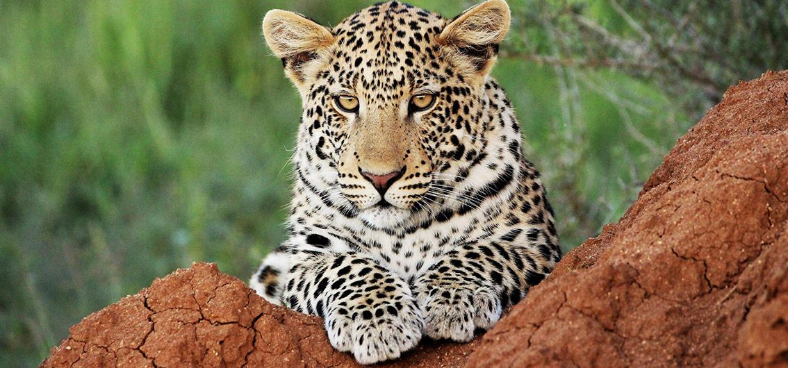 Etosha, Sambesi, Chobe und mit Rovos Rail von den Viktoriafällen nach Südafrika (2025/2026)