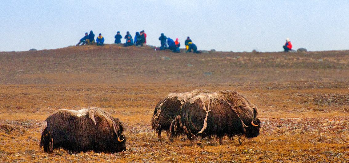 Moschusochsen