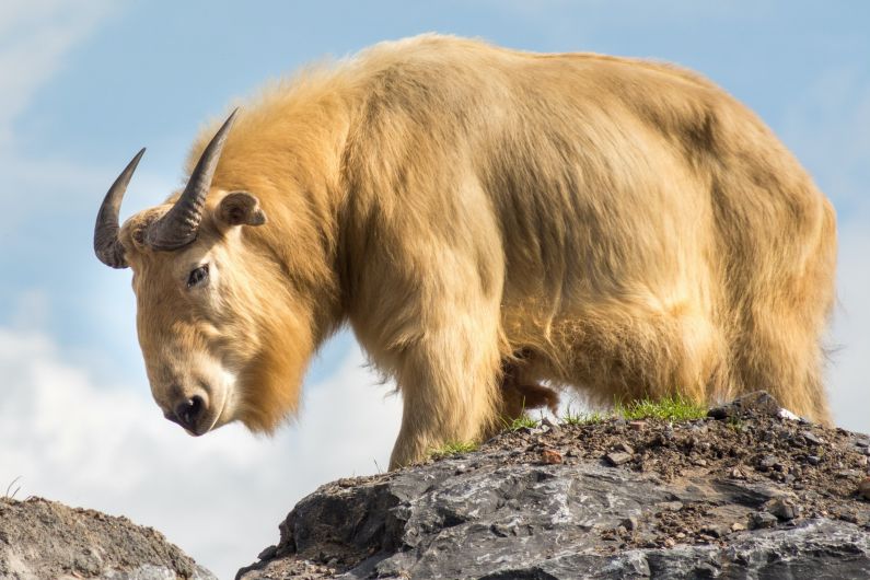 Nationaltier Takin