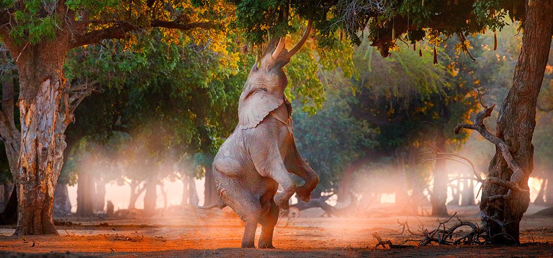 Mana-Pools-Nationalpark – Balancierende Elefanten - (43)