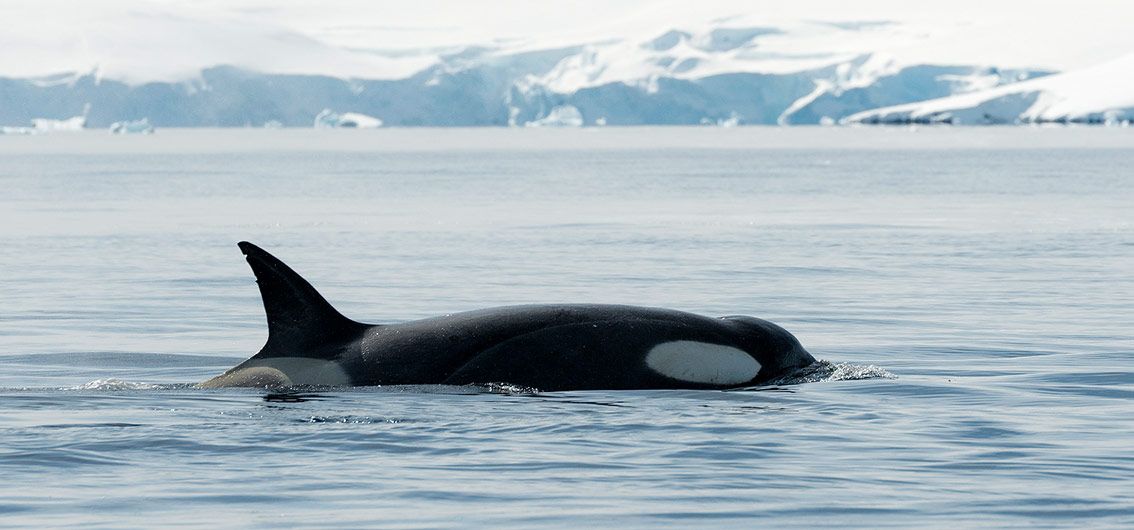 Orca