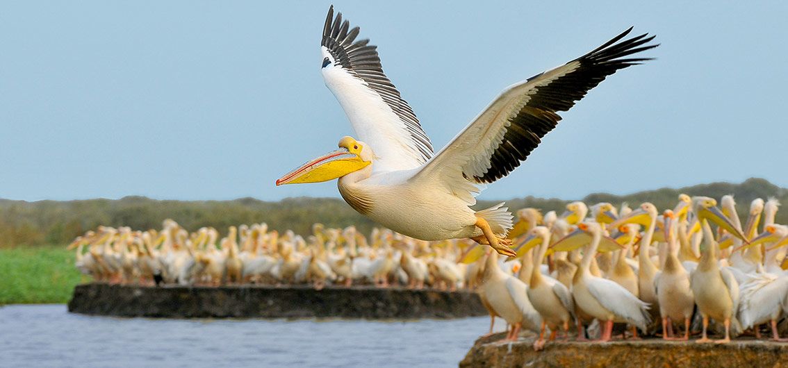 Senegal-Djoudj-Nationalpark - Pelikan