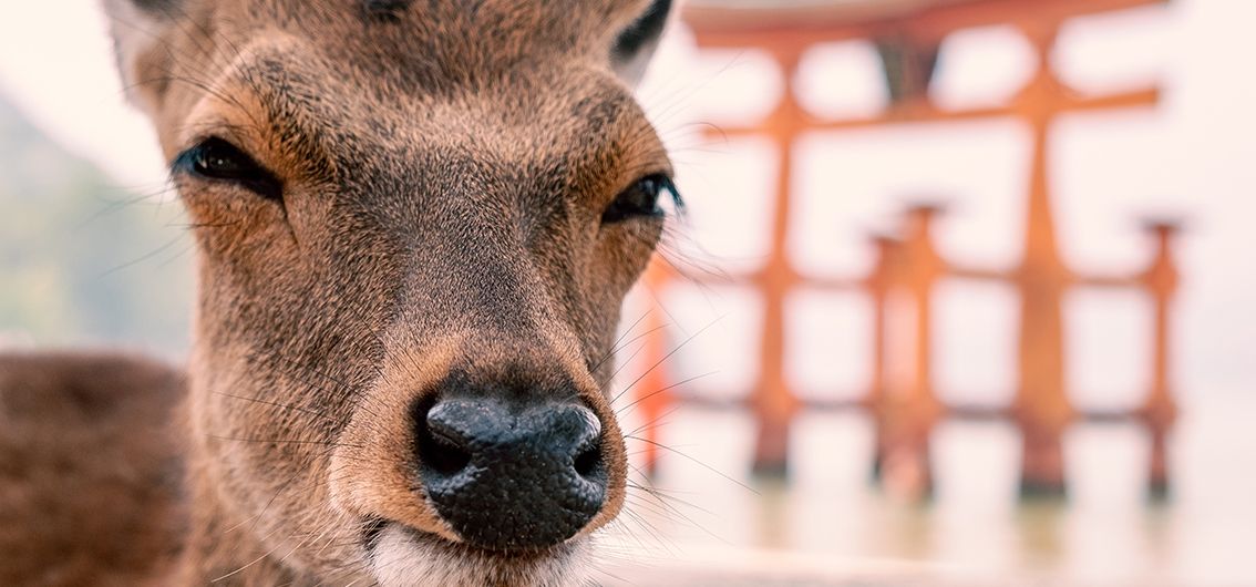 Reh auf der Insel Miyajima