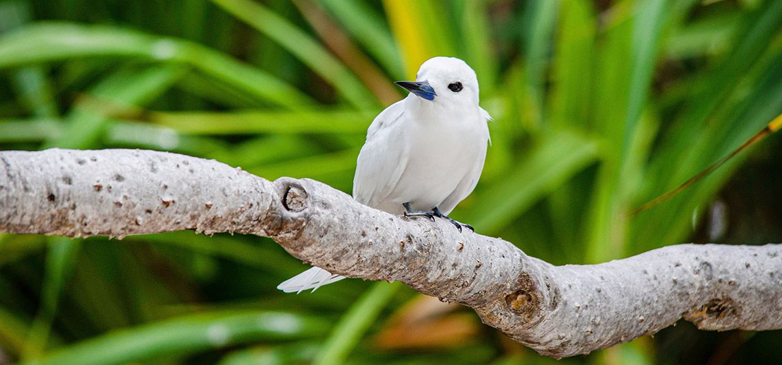 Reinweiße-Feenseeschwalbe-in-Aride_07