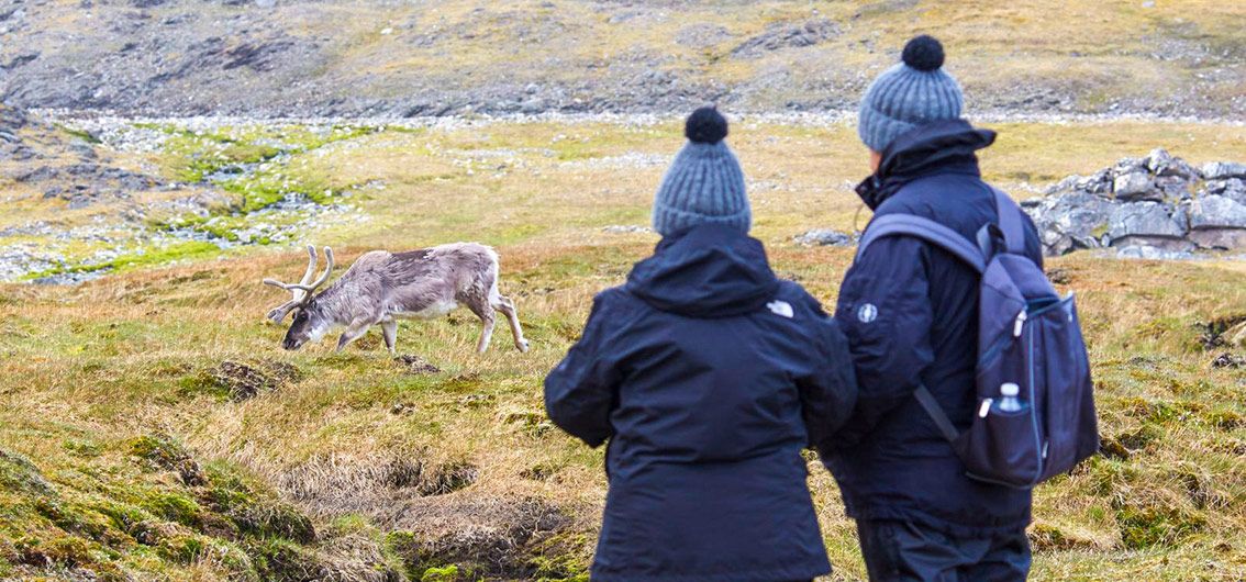 Spitzbergen Rentierbeobachtung-während-eines-Landausflugs-