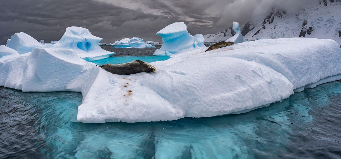 Robben---19---Credit-Jean-Paul-De-la-Harpe-Z.-–-Antarctica21
