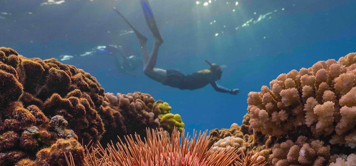 Schnorcheln in der Südsee