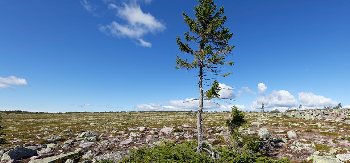 Schweden - Old Tjikko