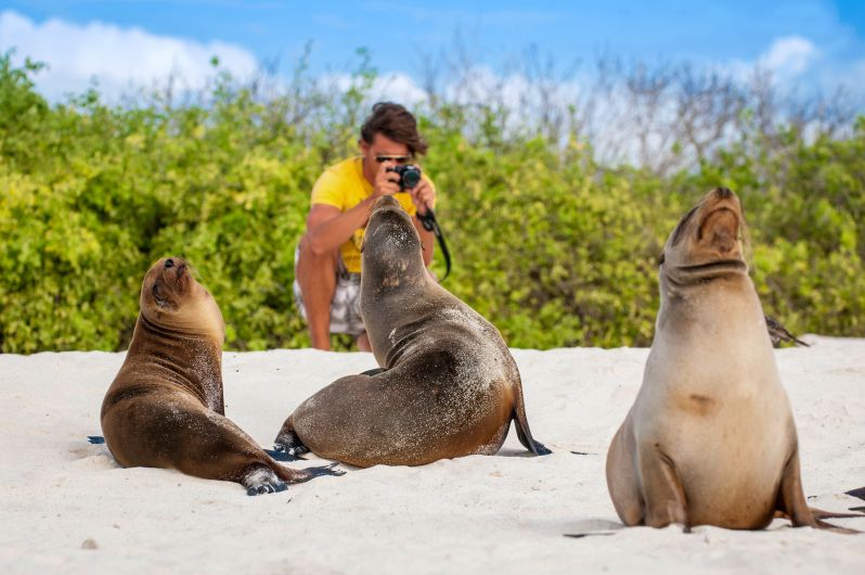 Seelöwen auf Galápagos - 22 - Credit PeskyMonkey - stock.adobe.com