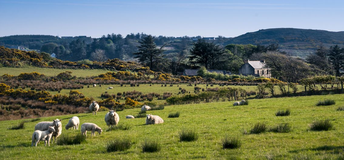 Irland per Zug entdecken: Die Glanzlichter der Grünen Insel (2025/2026)